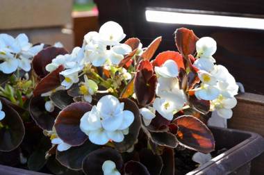 Kuca za odmor Radovanovic