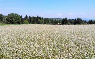 Apartman JELA Jabuka