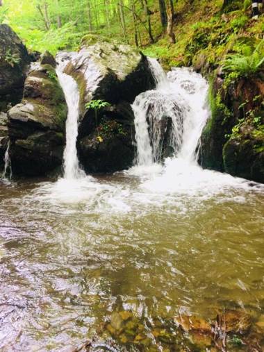 Domaćinstvo Trifunović