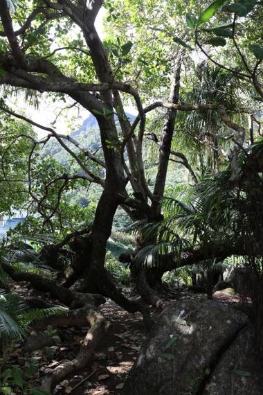 Cashew Nut Grove Chalets