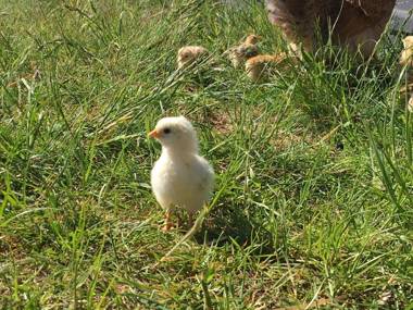 Tryde 1303 B&B på Österlen
