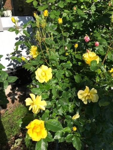 Hotell Turistgården i Simrishamn