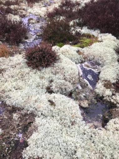 Solrosen i Simrishamn