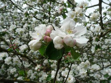 Skogis Bed & Breakfast