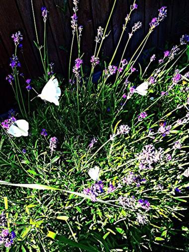 Woodstock B & B Studios