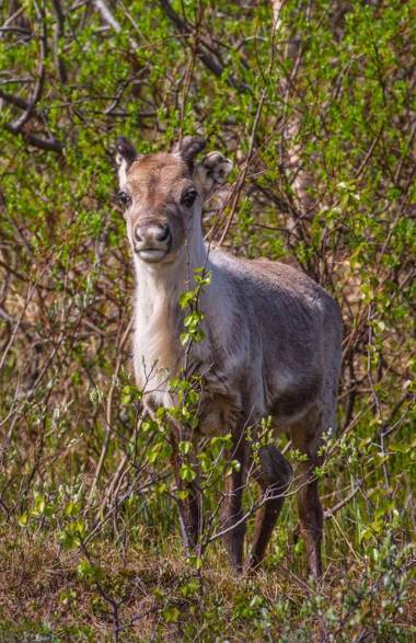 Abisko Guesthouse & Activities