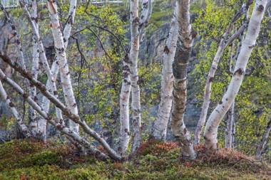 Abisko Guesthouse & Activities