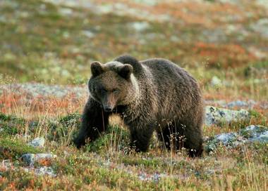 Sonfjällsgårdens Wärdshus & Hotell