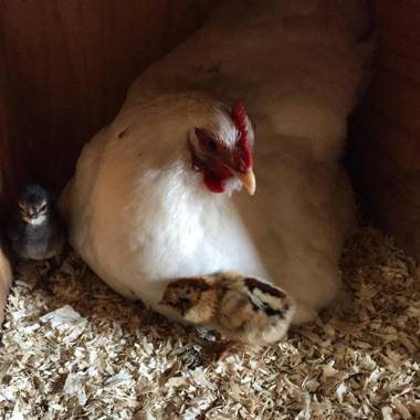 Lindeborgs Eco Retreat