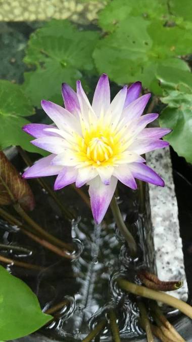 Lai Ming Hotel Cosmoland