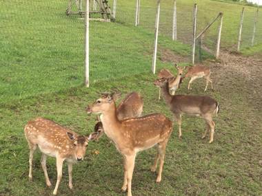 Apartments Laura FARM STAY