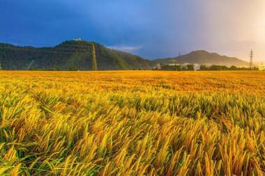 Golden Fields apartment