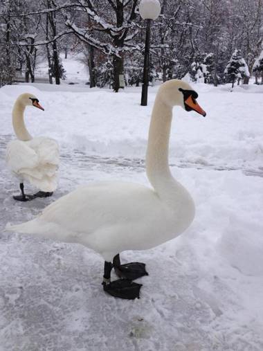 Apartments-Rooms Kocijancic