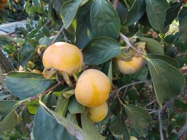 Apartments & Rooms Karmen