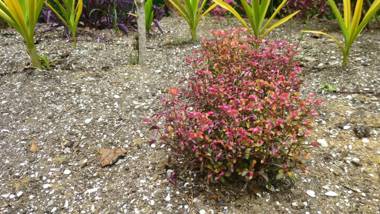 Kekemba Apartments Paramaribo