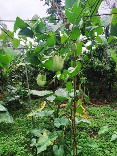 Eden Valley Ecolodge and Farming