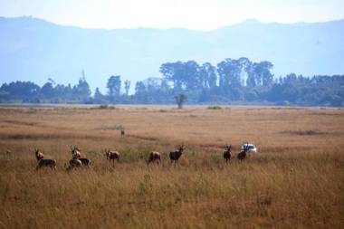 Mlilwane Wildlife Sanctuary