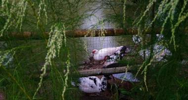 Khao Kho Boutique Camps Resort