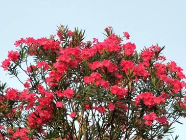 Sandy Serviced Apartment