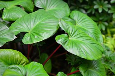 Grand BS Airport Hotel Suvarnabhumi