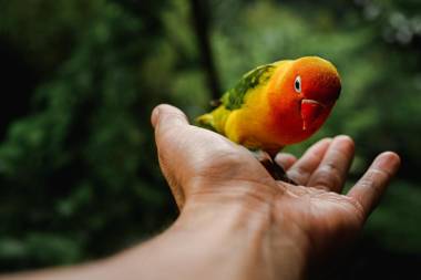 Bannaimong Treehouse