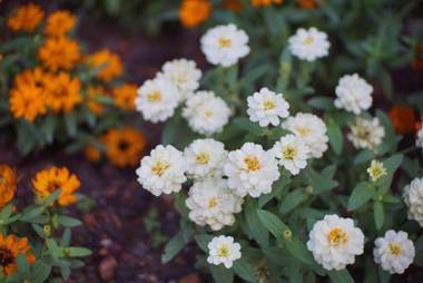 Punyin Hotel Inthanon -ปั้นหยิ่น โฮเทล