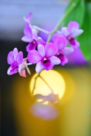 Supatra Hua Hin Resort