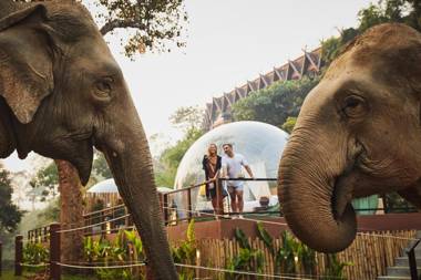 Anantara Golden Triangle Elephant Camp & Resort - SHA Certified