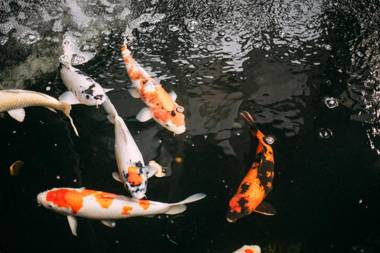 Gord ChiangMai - SHA Extra Plus