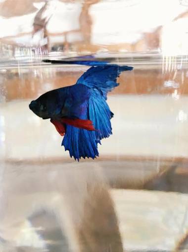 Baan U Sabai Boutique House-SHA Plus