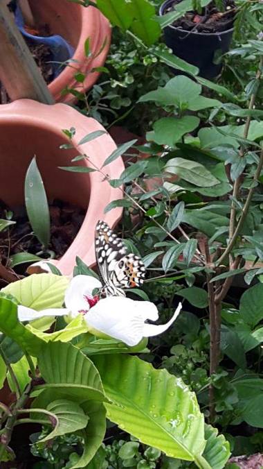 Home Baan Chiang Mai