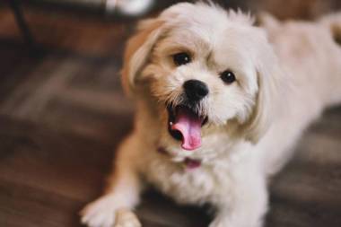 The Entaneer Poshtel