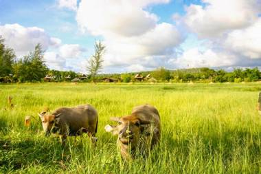 ThaiLife Wellness & Meditation Resort- SHA Plus