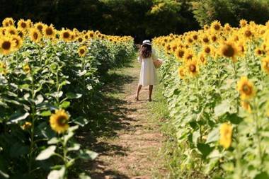 บ้านพักสบาย รีสอร์ท(baanpaksabai resort)