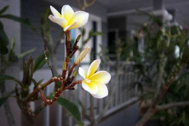 Rongsang Resort
