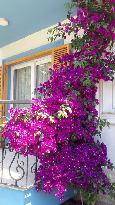 Clementin Suits Sigacık