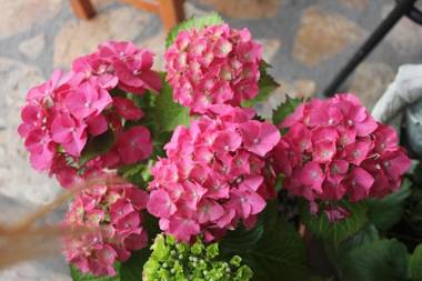 Avcıoğlu Konak Otel