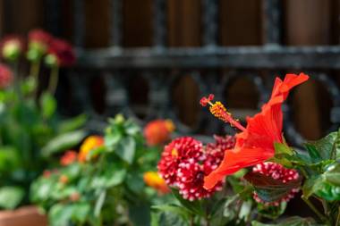 Flores Hotel Alaçatı