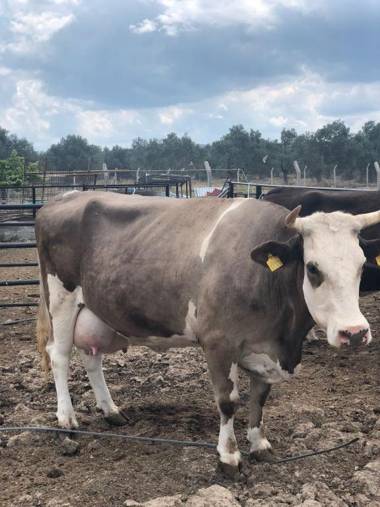 Simlarda Country Club Ayvalık