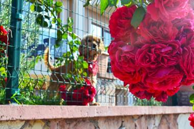 Cunda Giritlioglu Otel