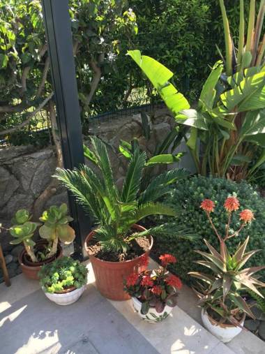 Villa Oliva Butik Hotel