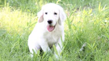 Assos Longevity Hotel