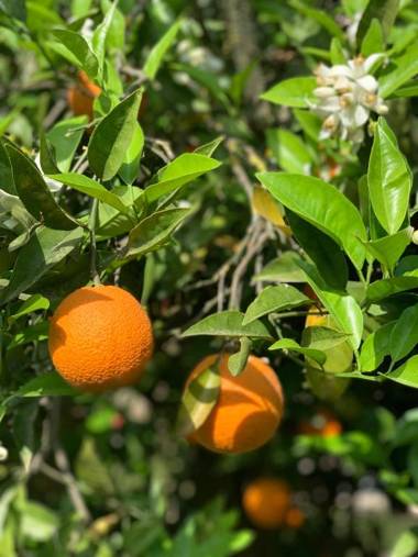 Alaçatı Barbarossa Hotel