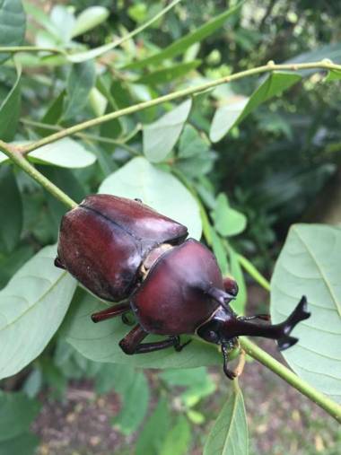 藏青谷 莊園Valley Statt Manor