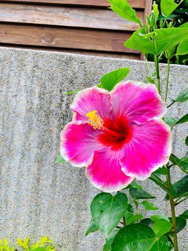 Jifun Flower Meanings