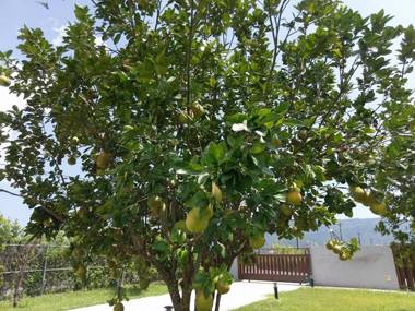 Elizabeth Bed and Breakfast