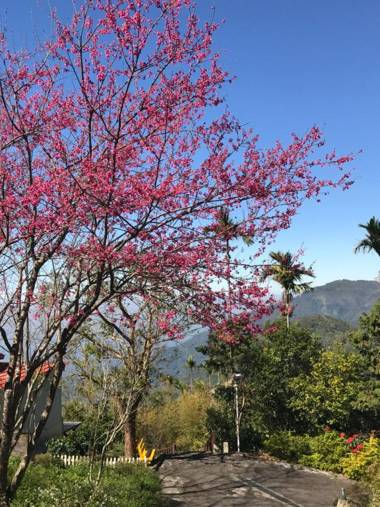 Starlight Forest B&B