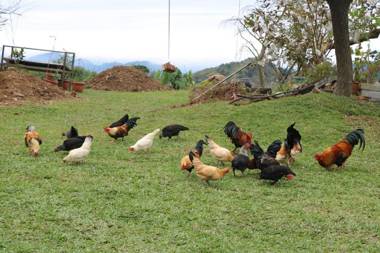 Sakura Village 櫻花坡