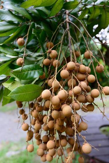 Fairy Story Village Farm B&B