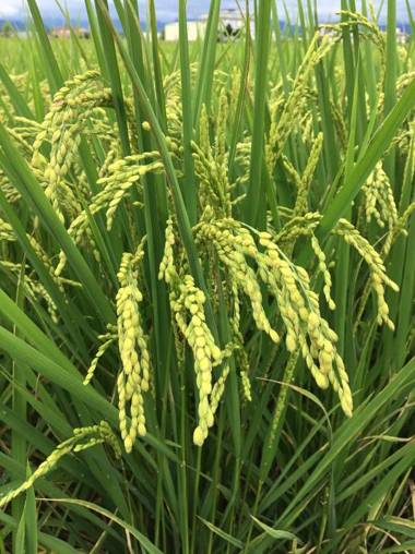 Yilan Real Fun Homestay